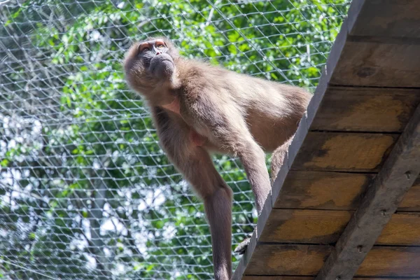 Gelada baboon (Theropithecus gelada) — Stock Photo, Image