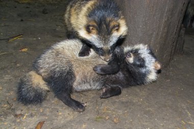 Rakun köpeği (nyctereutes procyonoides)