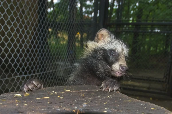 Cão-guaxinim (Nyctereutes procyonoides ) — Fotografia de Stock