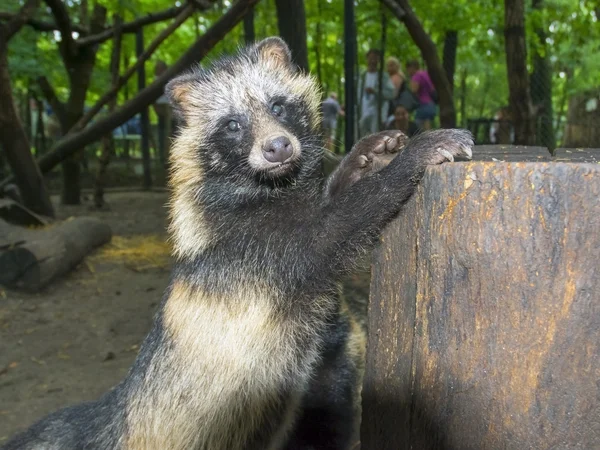 Cão-guaxinim (Nyctereutes procyonoides ) — Fotografia de Stock