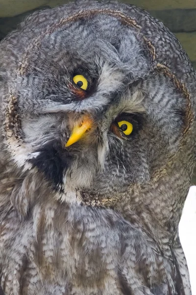 Great gray owl (Strix nebulosa) — Stock Photo, Image