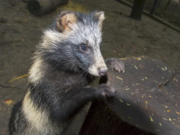 Cão-guaxinim (Nyctereutes procyonoides ) — Fotografia de Stock