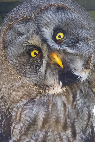 멋진 회색 올빼미 (strix nebulosa) — 스톡 사진