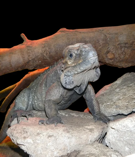 Gergedan Iguana (Cyclura cornuta) — Stok fotoğraf