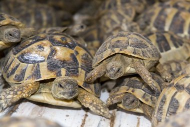 kaçak hermann'ın kaplumbağa (testudo hermanni, kalabalık)
