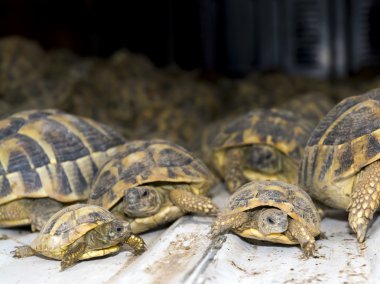 kaçak hermann'ın kaplumbağa (testudo hermanni, kalabalık)