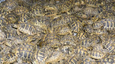 kaçak hermann'ın kaplumbağa (testudo hermanni, kalabalık)