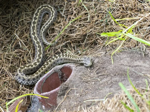 Hungarian meadow viper (Vipera ursinii rakosiensis) — Stock Photo, Image