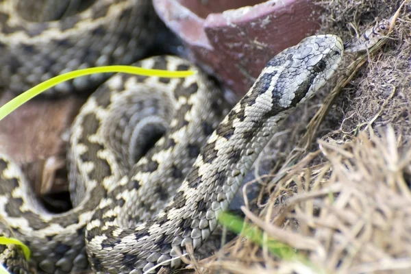 Hungarian meadow viper (Vipera ursinii rakosiensis) — Stock Photo, Image