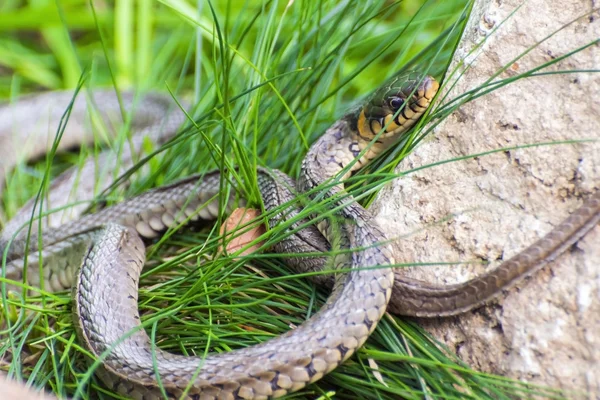 Grass snake (Natrix natrix) — Stock Photo, Image