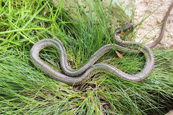 Ular rumput (Natrix natrix) — Stok Foto