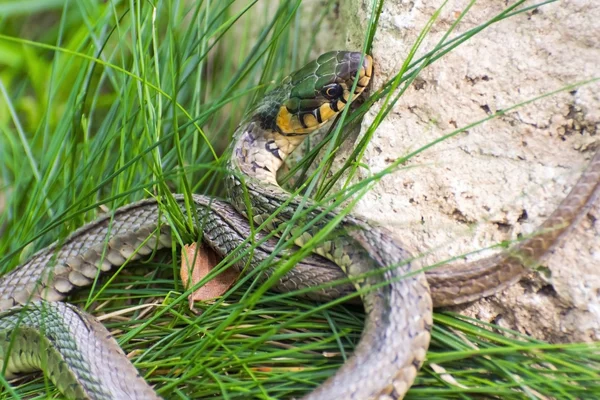 Ular rumput (Natrix natrix) — Stok Foto