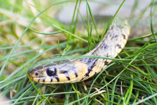 Grass snake (Natrix natrix) — Stock Photo, Image