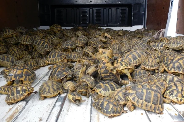 Tłum hermann przemycane żółwie (testudo hermanni) — Zdjęcie stockowe