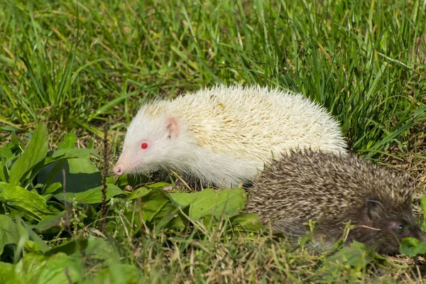 Albino noordelijke witte-breasted egel (Erinaceus roumanicus) — Stockfoto