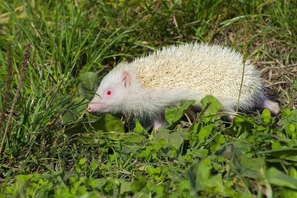 Albino northern white-breasted hedgehog (Erinaceus roumanicus) — Stock Photo, Image