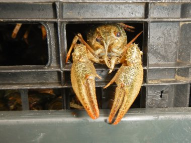 Dar pençe kerevit (Astacus leptodactylus)