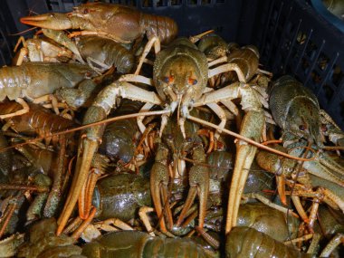 Dar pençe kerevit (Astacus leptodactylus)