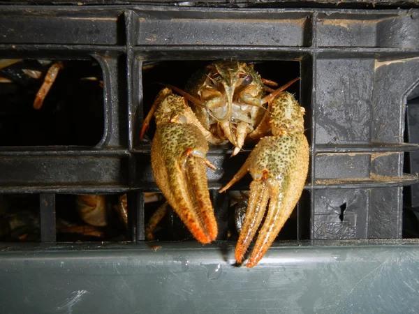 Narrow-clawed crayfish (Astacus leptodactylus) — Stock Photo, Image