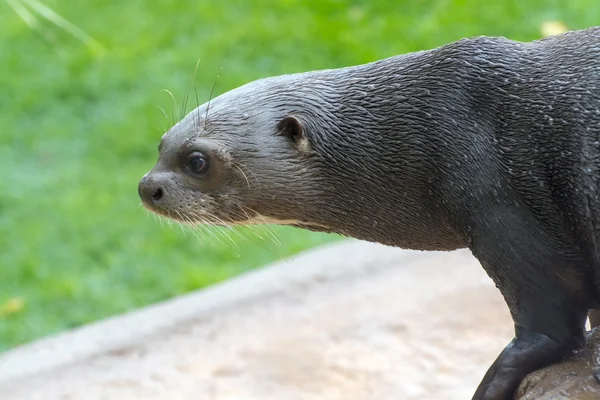 Nutria gigante (Pteronura brasiliensis ) — Foto de Stock