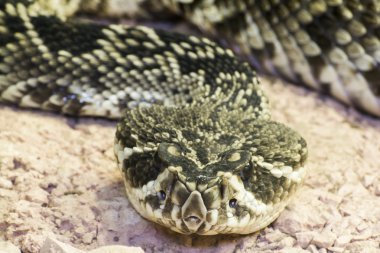 Doğu diamondback çıngıraklı yılan (Crotalus adamanteus)