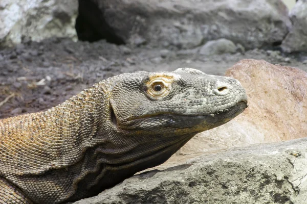 Комодо дракона (Неперевірена komodoensis) — стокове фото