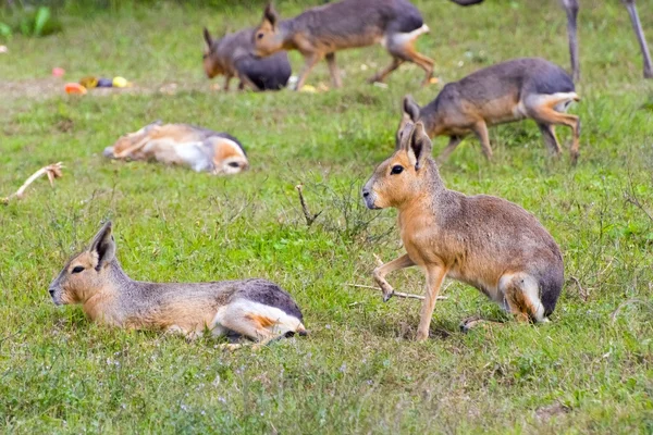 Patagonische Maras (Dolichotis patagonum)) — Stockfoto