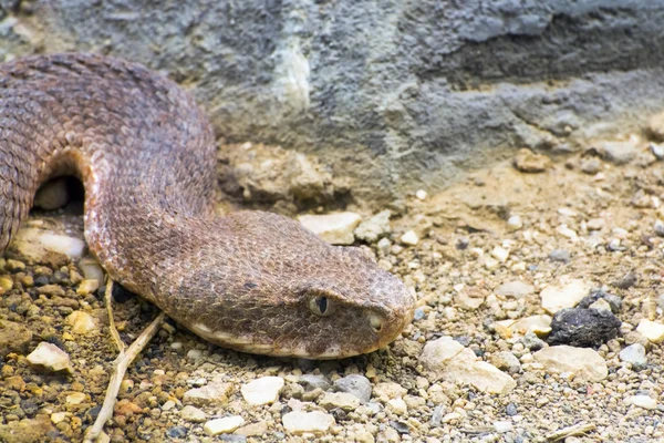 Viper Milos (Vipera lebetina schweizeri ) —  Fotos de Stock