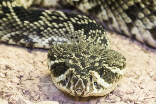 Eastern diamondback rattlesnake (Crotalus adamanteus) — Stock Photo, Image