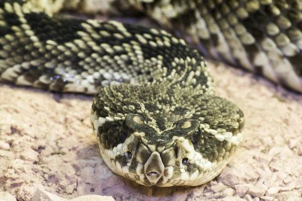 Östliche Diamantringnatter (crotalus adamanteus)) — Stockfoto