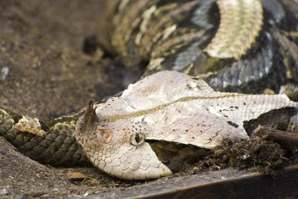 Gaboon viper (Bitis gabonica) — Stock Photo, Image