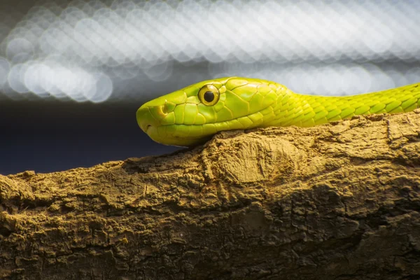 Westliche Grüne Mamba (dendroaspis viridis)) — Stockfoto