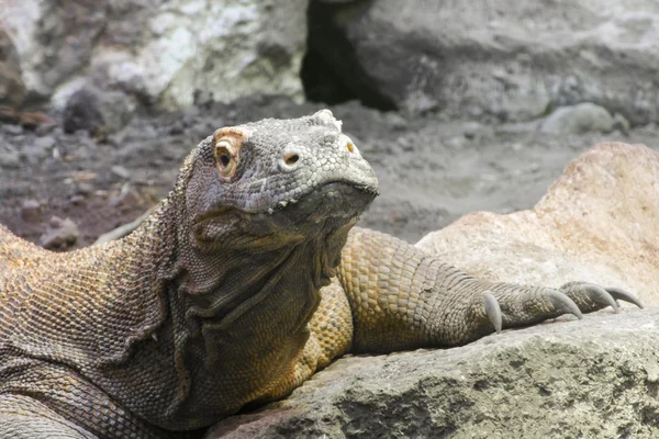 Dragon de Komodo (Varanus komodoensis) ) — Photo