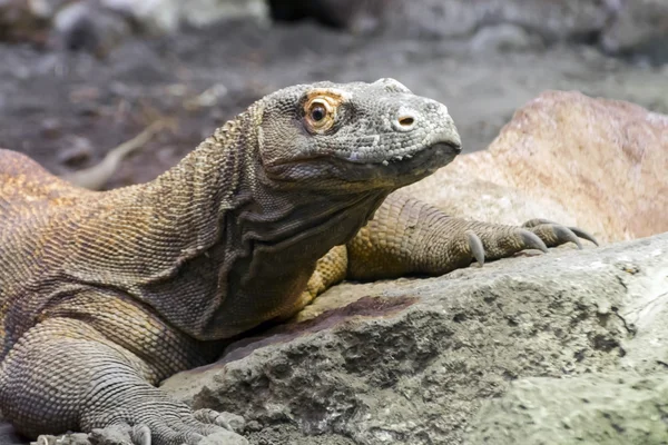 Dragon de Komodo (Varanus komodoensis) ) — Photo