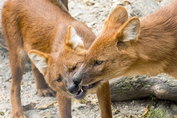 Dhole (Cuon alpinus) — Zdjęcie stockowe