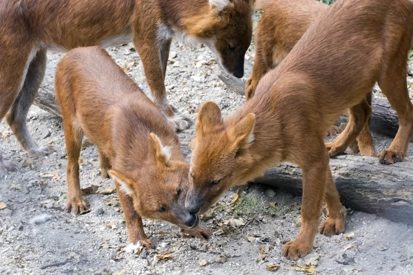 Dhole (cuon alpinus)) — Stockfoto