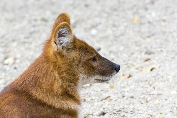 Dhole (Cuon alpinus) — Stockfoto