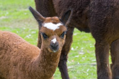 Alpaka (Lama Paços) CRIA