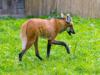 Yeleli kurt (chrysocyon brachyura)