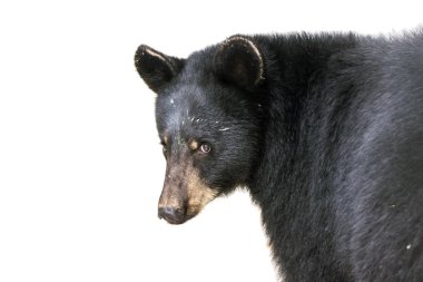 American black bear (Ursus americanus) clipart