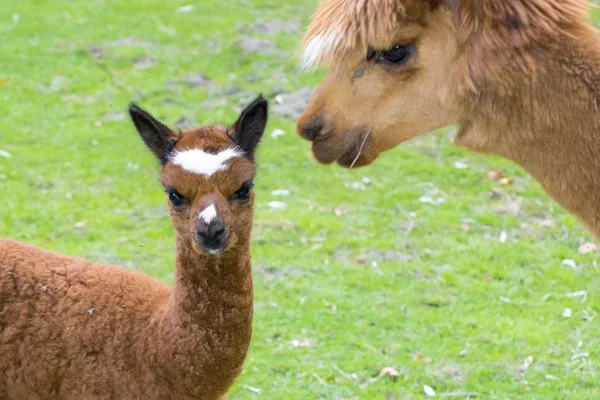 Alpaca (Lama pacos) cria — Stock Photo, Image