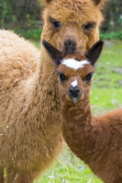 Alpaka (Lama pacos) cria — Stock fotografie