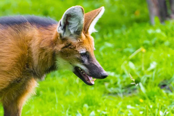 Wilk grzywiasty (chrysocyon brachyurus) — Zdjęcie stockowe