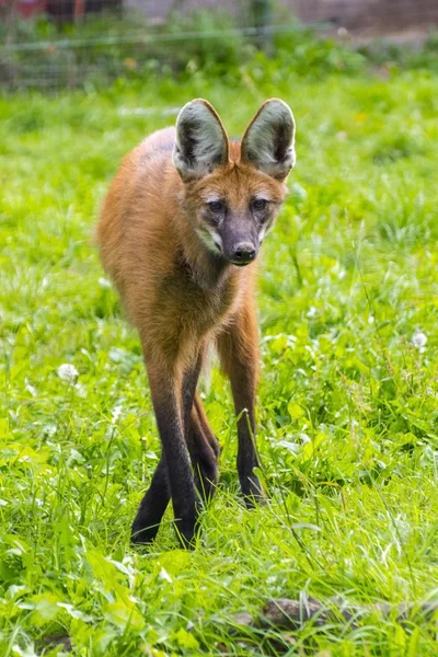 Wilk grzywiasty (chrysocyon brachyurus) — Zdjęcie stockowe