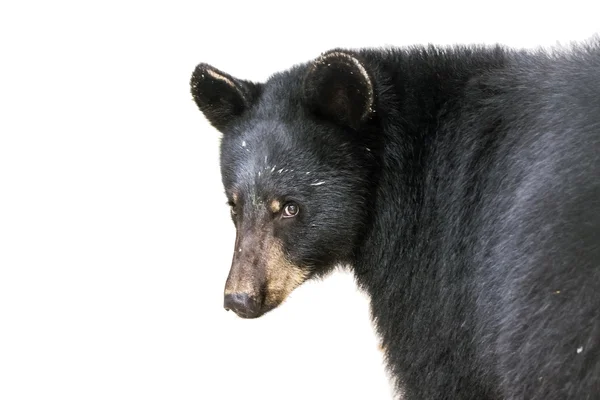 美洲黑熊 (美洲黑熊) — 图库照片
