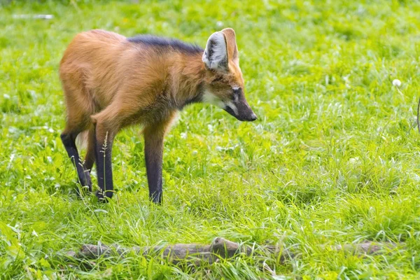 Lobo-guará (Chrysocyon brachyurus ) — Fotografia de Stock