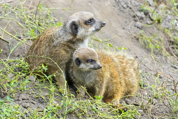 Baby Meerkat (Suricata suricatta) — стокове фото