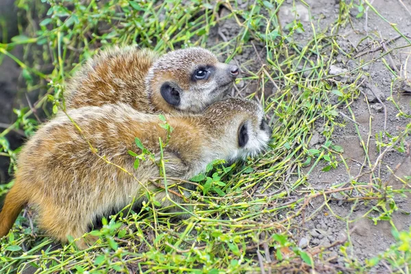 Μωρό Meerkat (Suricata suricatta) — Φωτογραφία Αρχείου