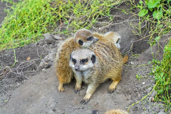 Μωρό Meerkat (Suricata suricatta) — Φωτογραφία Αρχείου