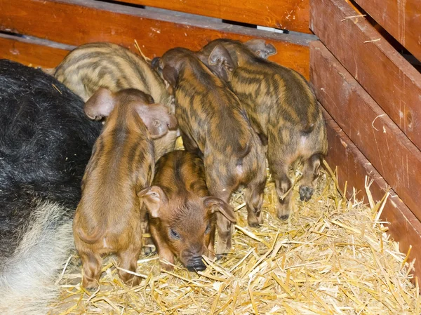 Suinetti di Mangalitsa — Foto Stock